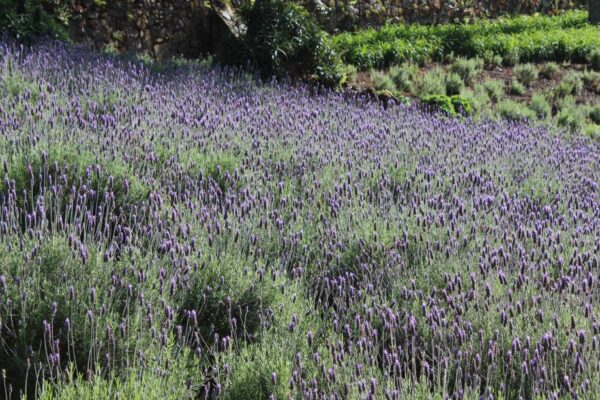 le-jardin-parque-de-lavanda-gramado-3-lavandula-dentata