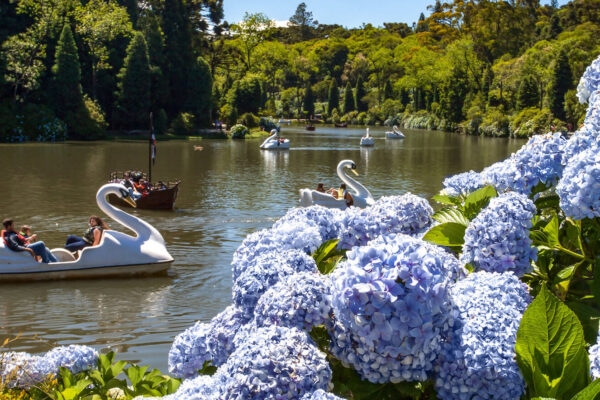 1-lago-negro-hortensias-cleiton-thiele 1-lago-negro-hortensias-cleiton-thiele