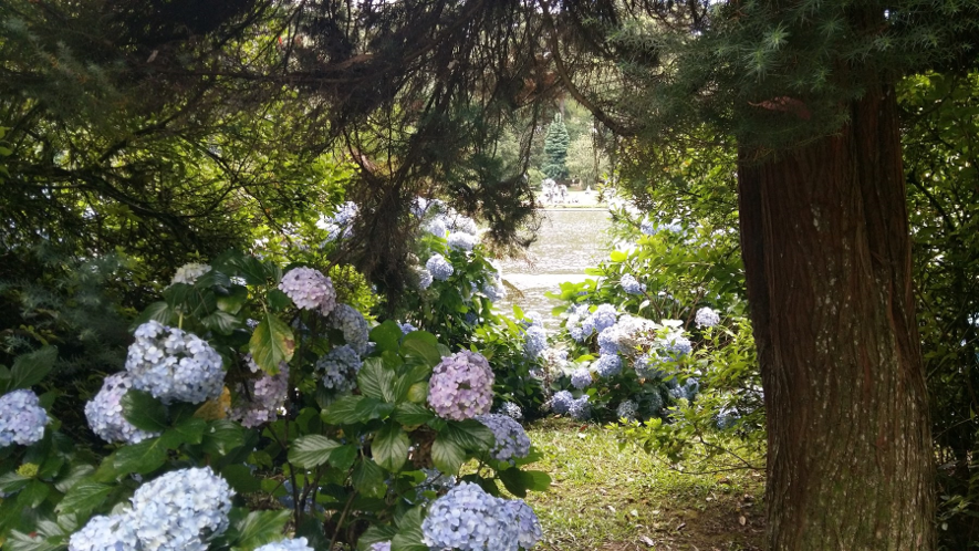 Hortênsias floridas entre árvores no Parque do Lago Negro, em Gramado.