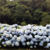 Grandes conjuntos de hortênsias azuis em Gramado, cercados por vegetação verde.