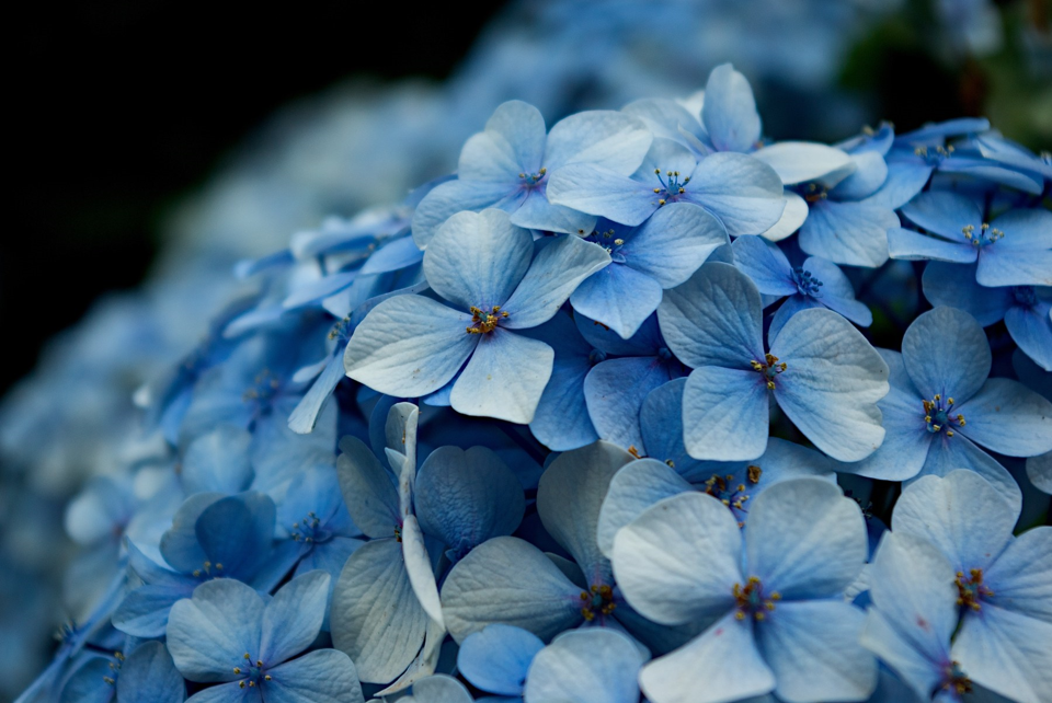 Detalhe das pequenas flores azuis que formam uma inflorescência de hortênsia.